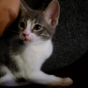 Rescue Domestic Short Hair Cats for Adoption in San Antonio, Texas - Niko | PetCurious