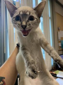 A1409369 -  Domestic Short Hair Cat for Adoption in San Jose, California - A1409369 | PetCurious