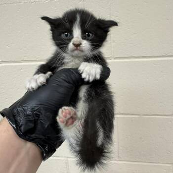 Heineken -  Domestic Short Hair Cat for Adoption in Reno, Nevada - Heineken | PetCurious