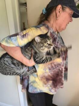 KELSO -  Domestic Short Hair Cat for Adoption - KELSO | PetCurious