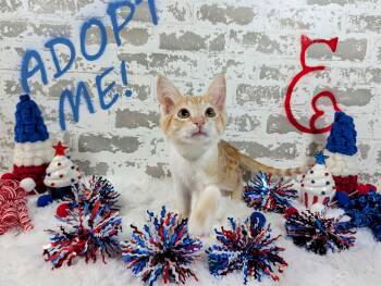 Prim -  Domestic Short Hair Cat for Adoption in San Tan Valley, Arizona - Prim | PetCurious
