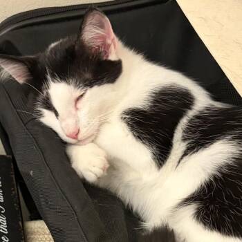 Guacamole -  American Shorthair Cat for Adoption in West Des Moines, Iowa - Guacamole | PetCurious