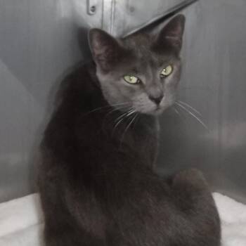 Rescue Russian Blue Cats for Adoption in Hoquiam, Washington - Clover - Lovely Russian | PetCurious