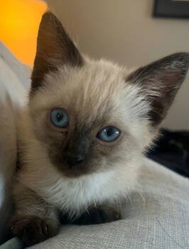 Rescue Domestic Short Hair and Siamese Cats for Adoption in Campbell, California - Blizzard | PetCurious