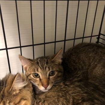 Domestic Short Hair Cats Available for Adoption - Butter Bean | PetCurious