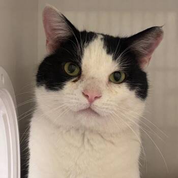 Domestic Short Hair Cats Available for Adoption - Ozzy | PetCurious