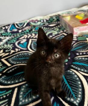 Domestic Short Hair Cats Available for Adoption in Syosset, New York - Wellington | PetCurious