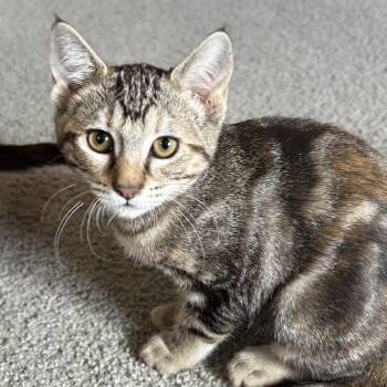 Rescue Domestic Short Hair Cats for Adoption in Sonora, California - Wombat | PetCurious