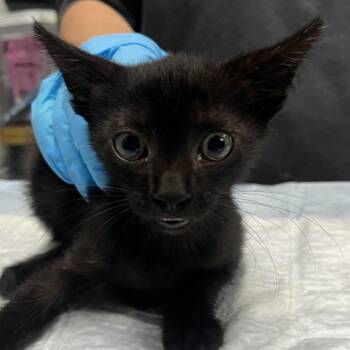 Park -  Domestic Short Hair Cat for Adoption in Summerville, South Carolina - Park | PetCurious