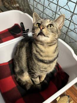 Domestic Short Hair Cats Available for Adoption in New Woodstock, New York - ADELE | PetCurious