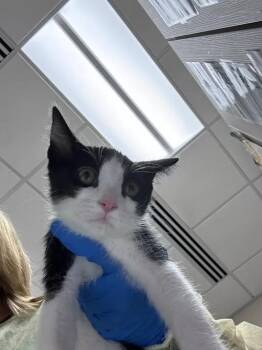 CINDERELLA -  Domestic Short Hair Cat for Adoption in Las Vegas, Nevada - CINDERELLA | PetCurious