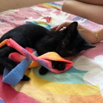 James -  Domestic Short Hair Cat for Adoption in Pleasant Hill, California - James | PetCurious
