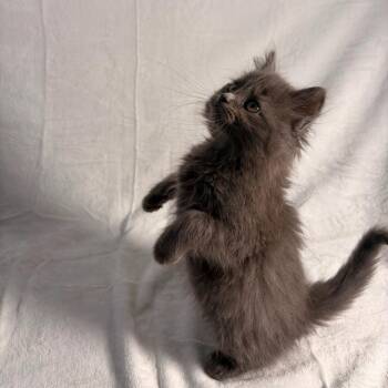 Domestic Medium Hair Cats Available for Adoption in Johnson City, Tennessee - Azalea | PetCurious