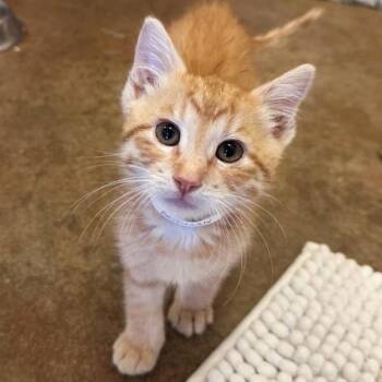 Budman -  Domestic Short Hair Cat for Adoption in Walnut Creek, California - Budman | PetCurious