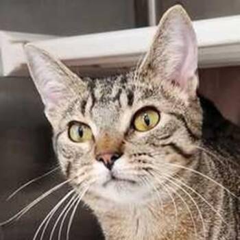 Tabby Cats Available for Adoption - Eddy | PetCurious
