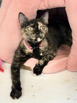 MINX -  Domestic Short Hair Cat for Adoption in Algona, Iowa - MINX | PetCurious