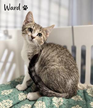 Ward -  Domestic Short Hair Cat for Adoption in Pawleys Island, South Carolina - Ward | PetCurious