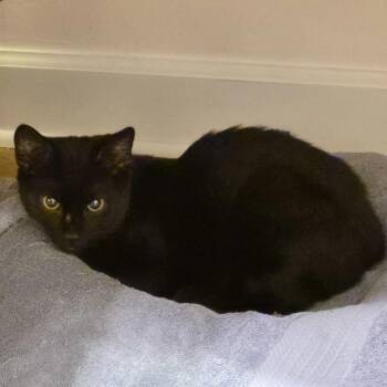 Sweet Basil -  Domestic Short Hair Cat for Adoption in Columbia, South Carolina - Sweet Basil | PetCurious