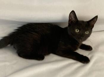 Domestic Short Hair Cats Available for Adoption - Maxwell | PetCurious