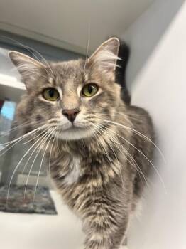 Domestic Medium Hair Cats Available for Adoption in Manassas, Virginia - Troy (ID 51614) | PetCurious