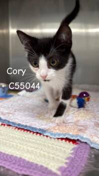 Cory -  Domestic Short Hair Cat for Adoption in Clarksville, Tennessee - Cory | PetCurious