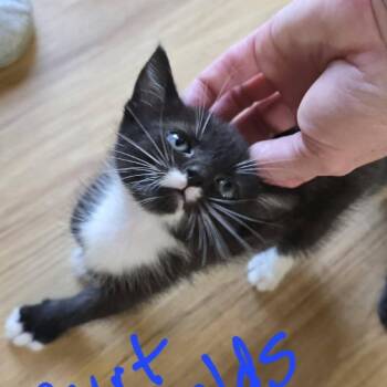 Burt Reynolds -  Domestic Short Hair Cat for Adoption in New Tazewell, Tennessee - Burt Reynolds | PetCurious