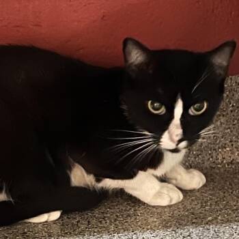 Eleanor -  Domestic Short Hair Cat for Adoption in Sarasota, Florida - Eleanor | PetCurious