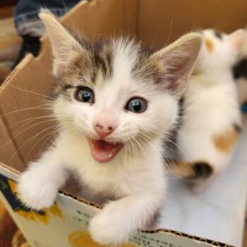 Rescue Domestic Short Hair Cats for Adoption in Carroll, Iowa - Ron Weasley | PetCurious