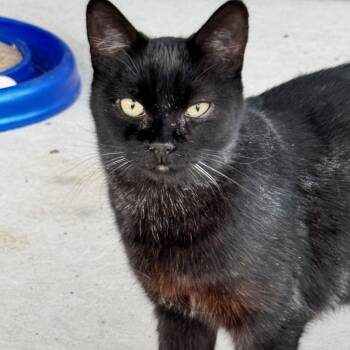 Nova JG -  Domestic Short Hair Cat for Adoption in Austin, Texas - Nova JG | PetCurious