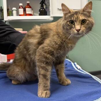 Stray 08/08/26 A65036 -  Domestic Medium Hair Cat for Adoption in Keizer, Oregon - Stray 08/08/26 A65036 | PetCurious