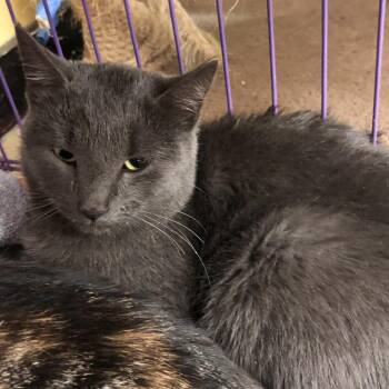 Rescue Domestic Short Hair Cats for Adoption in Hudson, New York - Paisley | PetCurious
