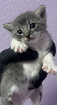 Domestic Short Hair Cats Available for Adoption - 60698780 | PetCurious