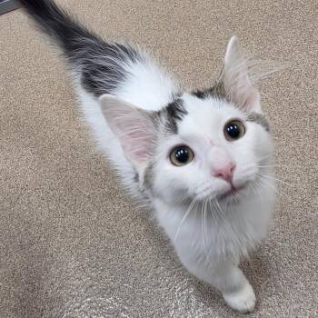 Captain Crunch -  Domestic Medium Hair Cat for Adoption in Oshkosh, Wisconsin - Captain Crunch | PetCurious
