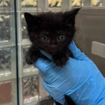 Domestic Short Hair Cats Available for Adoption in West Palm Beach, Florida - Karl | PetCurious