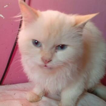 Ragdoll Cats Available for Adoption in Brampton, Ontario - Pawl | PetCurious