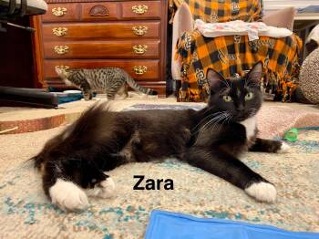 Rescue Tabby Cats for Adoption in Redwood City, California - Zara, Zeus & Zoya | PetCurious