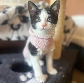 Domestic Short Hair and Tuxedo Cats Available for Adoption in UNIVERSITY PA, Maryland - Kanga | PetCurious