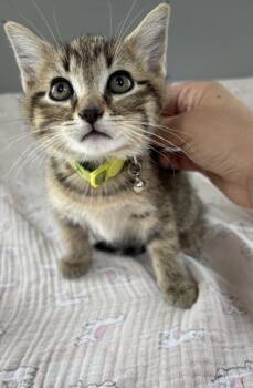 Domestic Short Hair Cats Available for Adoption in Dickson, Tennessee - Brie | PetCurious