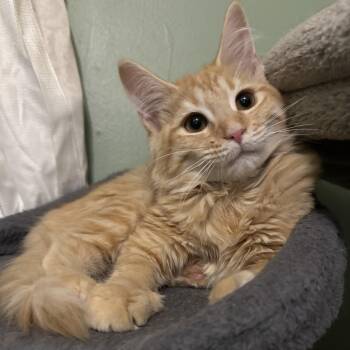 Habanero -  Domestic Medium Hair Cat for Adoption in Richmond, Virginia - Habanero | PetCurious