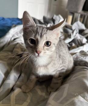 Domestic Short Hair Cats Available for Adoption in Mokena, Illinois - Kelly Kapowski | PetCurious
