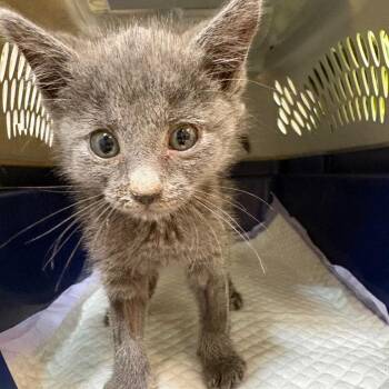 Oscar -  Domestic Long Hair Cat for Adoption in Kanab, Utah - Oscar | PetCurious