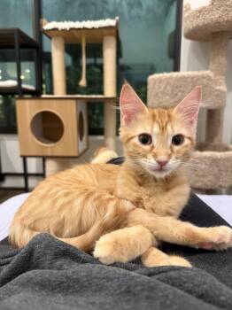Tabby and Domestic Medium Hair Cats Available for Adoption in Dallas, Texas - Henrietta | PetCurious