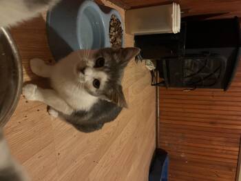 Rescue American Shorthair Cats for Adoption in Ashland, Ohio - Daisy | PetCurious