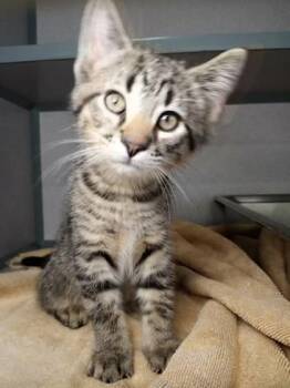 Elvis Purrsley -  Domestic Short Hair Cat for Adoption in Waupaca, Wisconsin - Elvis Purrsley | PetCurious