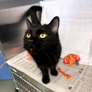 Scally -  Domestic Short Hair Cat for Adoption in Pittsburgh, Pennsylvania - Scally | PetCurious