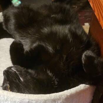 Teddy Bear -  Domestic Short Hair Cat for Adoption in Reisterstown, Maryland - Teddy Bear | PetCurious