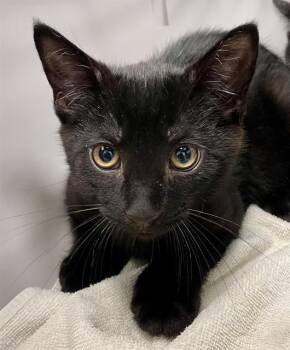 ELLIOTT -  Domestic Short Hair Cat for Adoption in Clyde, North Carolina - ELLIOTT | PetCurious