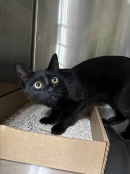 Rescue Domestic Short Hair Cats for Adoption in Sherwood, Oregon - Calcifer | PetCurious