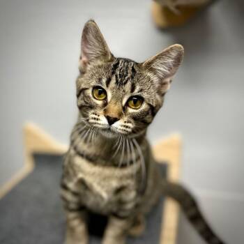 Rey -  Tabby and Domestic Short Hair Cat for Adoption in Tulsa, Oklahoma - Rey | PetCurious