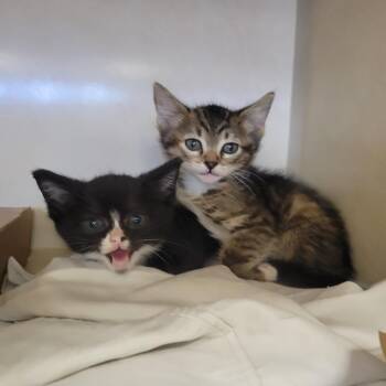 Teas 1 -  Domestic Short Hair Cat for Adoption in Westminster, California - Teas 1 | PetCurious